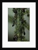 Crematogaster scutellaris - ants with aphids by Anonymous