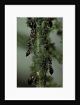 Crematogaster scutellaris - ants with aphids by Anonymous