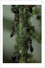 Crematogaster scutellaris - ants with aphids by Anonymous