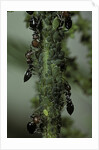 Crematogaster scutellaris - ants with aphids by Anonymous