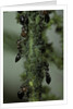 Crematogaster scutellaris - ants with aphids by Anonymous
