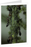 Crematogaster scutellaris - ants with aphids by Anonymous