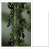 Crematogaster scutellaris - ants with aphids by Anonymous