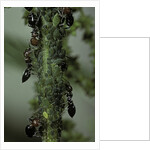 Crematogaster scutellaris - ants with aphids by Anonymous