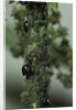 Crematogaster scutellaris - ants with aphids by Anonymous