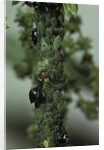 Crematogaster scutellaris - ants with aphids by Anonymous