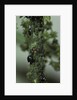Crematogaster scutellaris - ants with aphids by Anonymous