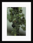 Crematogaster scutellaris - ants with aphids by Anonymous