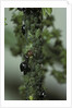 Crematogaster scutellaris - ants with aphids by Anonymous