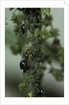 Crematogaster scutellaris - ants with aphids by Anonymous