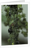 Crematogaster scutellaris - ants with aphids by Anonymous