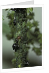 Crematogaster scutellaris - ants with aphids by Anonymous