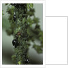 Crematogaster scutellaris - ants with aphids by Anonymous