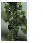 Crematogaster scutellaris - ants with aphids by Anonymous