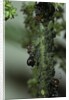 Crematogaster scutellaris - ants with aphids by Anonymous