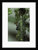 Crematogaster scutellaris - ants with aphids by Anonymous