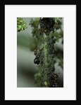 Crematogaster scutellaris - ants with aphids by Anonymous
