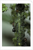 Crematogaster scutellaris - ants with aphids by Anonymous