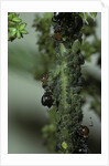 Crematogaster scutellaris - ants with aphids by Anonymous