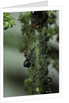 Crematogaster scutellaris - ants with aphids by Anonymous