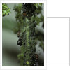 Crematogaster scutellaris - ants with aphids by Anonymous