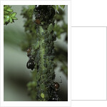 Crematogaster scutellaris - ants with aphids by Anonymous