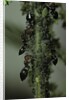Crematogaster scutellaris - ants with aphids by Anonymous