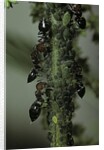 Crematogaster scutellaris - ants with aphids by Anonymous