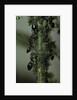 Crematogaster scutellaris - ants with aphids by Anonymous