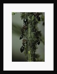 Crematogaster scutellaris - ants with aphids by Anonymous