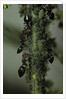 Crematogaster scutellaris - ants with aphids by Anonymous