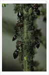 Crematogaster scutellaris - ants with aphids by Anonymous