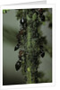 Crematogaster scutellaris - ants with aphids by Anonymous