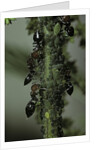 Crematogaster scutellaris - ants with aphids by Anonymous