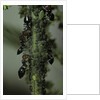 Crematogaster scutellaris - ants with aphids by Anonymous