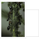 Crematogaster scutellaris - ants with aphids by Anonymous