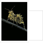 Creobroter gemmatus (jeweled flower mantis) by Anonymous