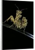 Creobroter gemmatus (jeweled flower mantis) by Anonymous