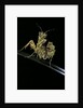Creobroter gemmatus (jeweled flower mantis) by Anonymous