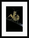 Creobroter gemmatus (jeweled flower mantis) by Anonymous