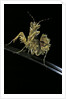 Creobroter gemmatus (jeweled flower mantis) by Anonymous