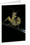Creobroter gemmatus (jeweled flower mantis) by Anonymous
