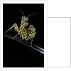 Creobroter gemmatus (jeweled flower mantis) by Anonymous