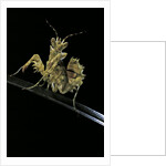 Creobroter gemmatus (jeweled flower mantis) by Anonymous