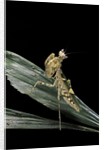 Creobroter gemmatus (jeweled flower mantis) by Anonymous