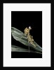 Creobroter gemmatus (jeweled flower mantis) by Anonymous