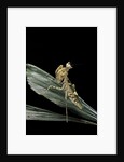 Creobroter gemmatus (jeweled flower mantis) by Anonymous