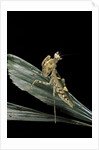 Creobroter gemmatus (jeweled flower mantis) by Anonymous