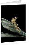 Creobroter gemmatus (jeweled flower mantis) by Anonymous