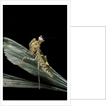 Creobroter gemmatus (jeweled flower mantis) by Anonymous
